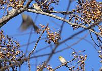 Goldfinches in Chinaberry Tree 011208 041